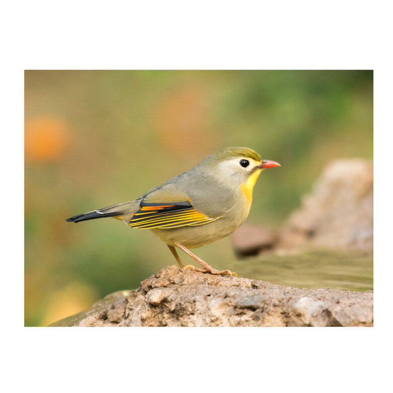 Beaphar vitaminas para estados de deficiência de aves,  Imagem número 2 Beaphar vitaminas para estados de deficiência de aves, , large Imagem número 2