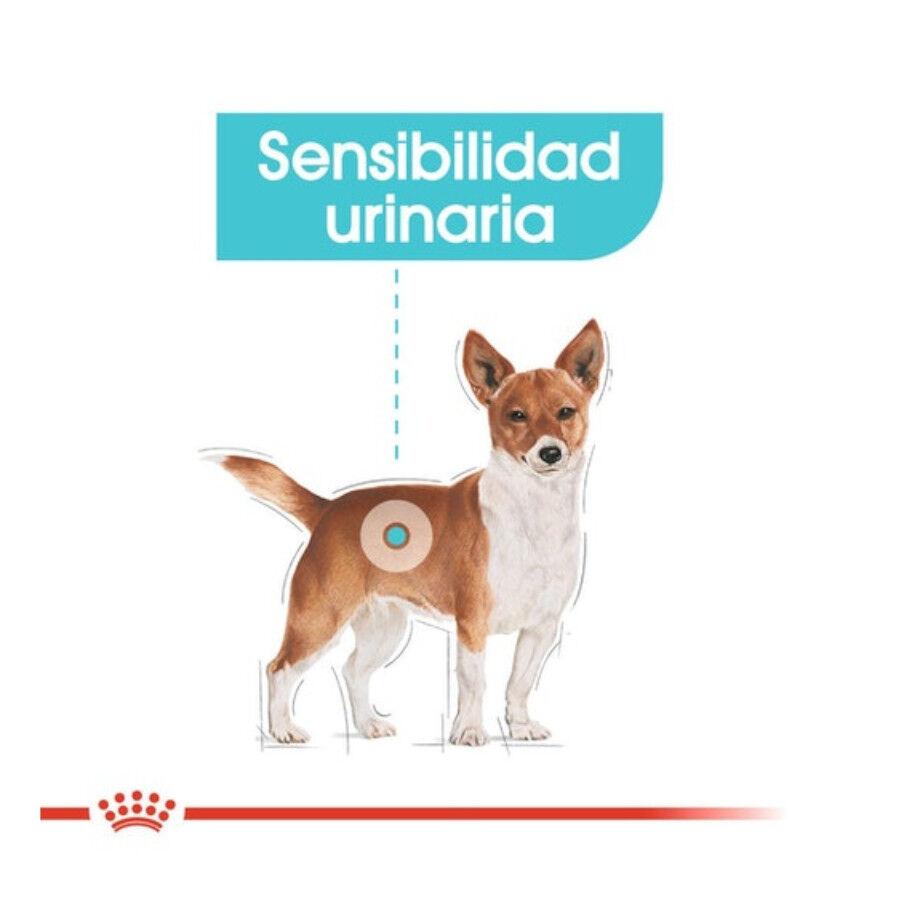 3 kg Royal Canin Mini Urinary Care ra&ccedil;&atilde;o para c&atilde;es, , large Imagem n&uacute;mero 3