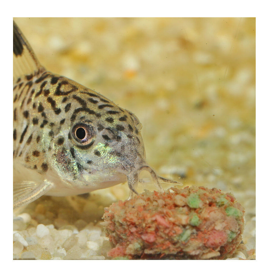 JBL Novotab Comprimidos para peixes, , large Imagem n&uacute;mero 5