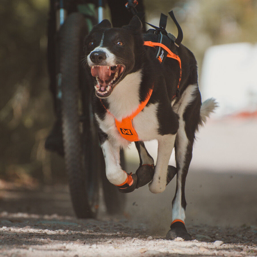 Non-stop dogwear Freemotion Peitoral preto e laranja para c&atilde;es, , large Imagem n&uacute;mero 13