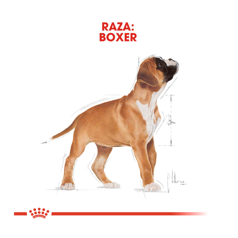 Royal Canin Puppy Boxer ração para cães,  Imagem número 4 Royal Canin Puppy Boxer ração para cães, , large Imagem número 4