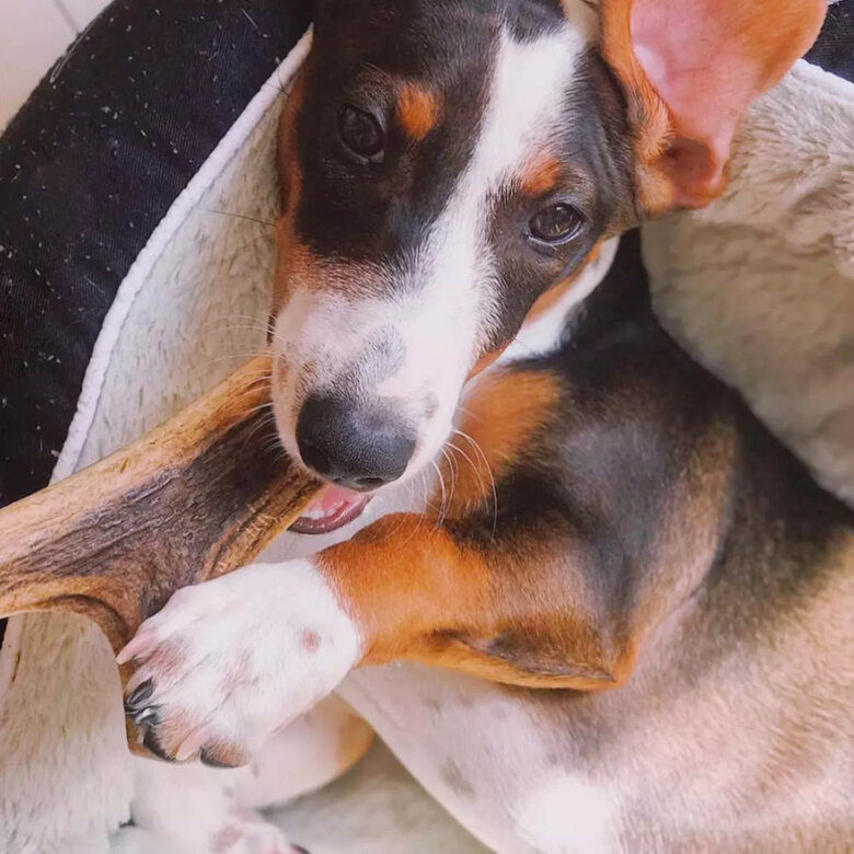 L Wild Balance Chifre de Cervo inteiro mastigador para cães,  Imagem número 2 L Wild Balance Chifre de Cervo inteiro mastigador para cães, , large Imagem número 2