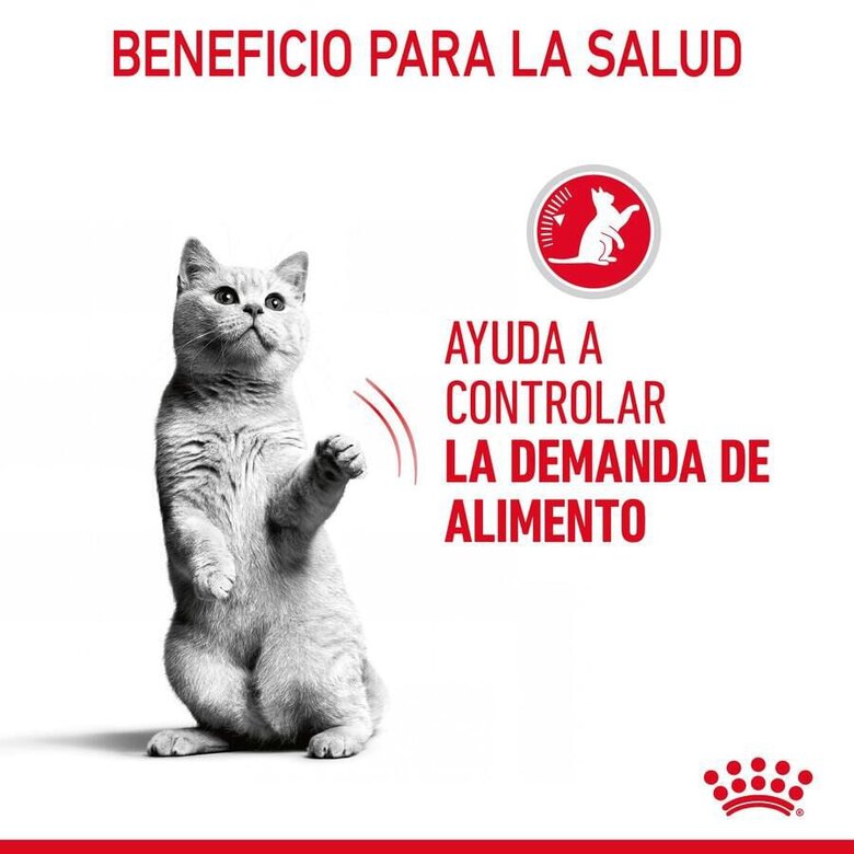 85 g Royal Canin Appetite Control Care molho saqueta para gatos,  Imagem número 7 85 g Royal Canin Appetite Control Care molho saqueta para gatos, , large Imagem número 7