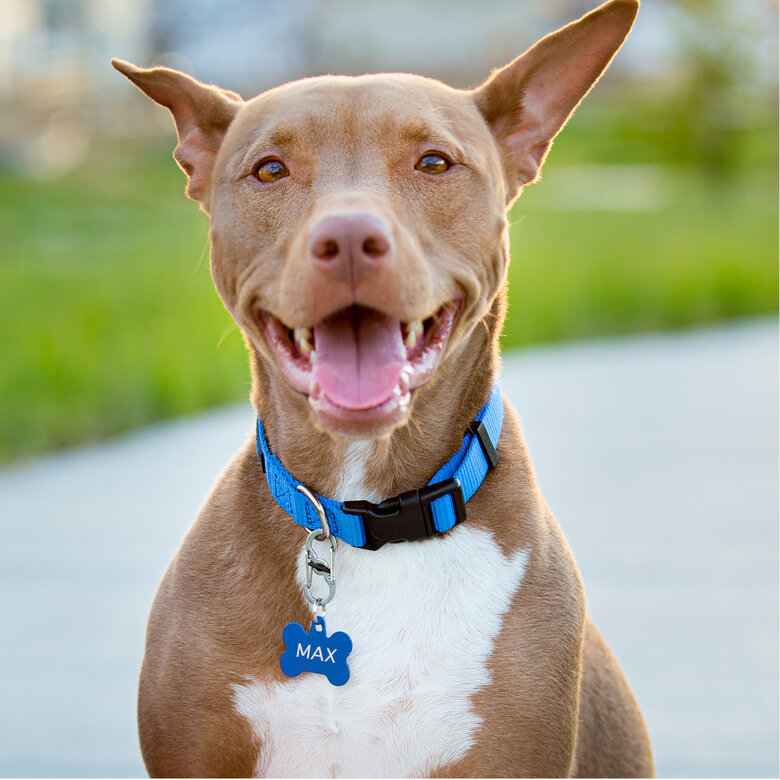 Mosquetão Nite Ize S-Biner TagLock para cães,  Imagem número 2 Mosquetão Nite Ize S-Biner TagLock para cães, , large Imagem número 2