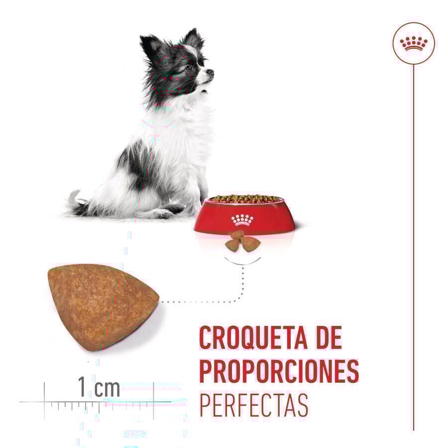 3 kg Royal Canin X-Small Puppy ra&ccedil;&atilde;o para c&atilde;es, , large Imagem n&uacute;mero 5
