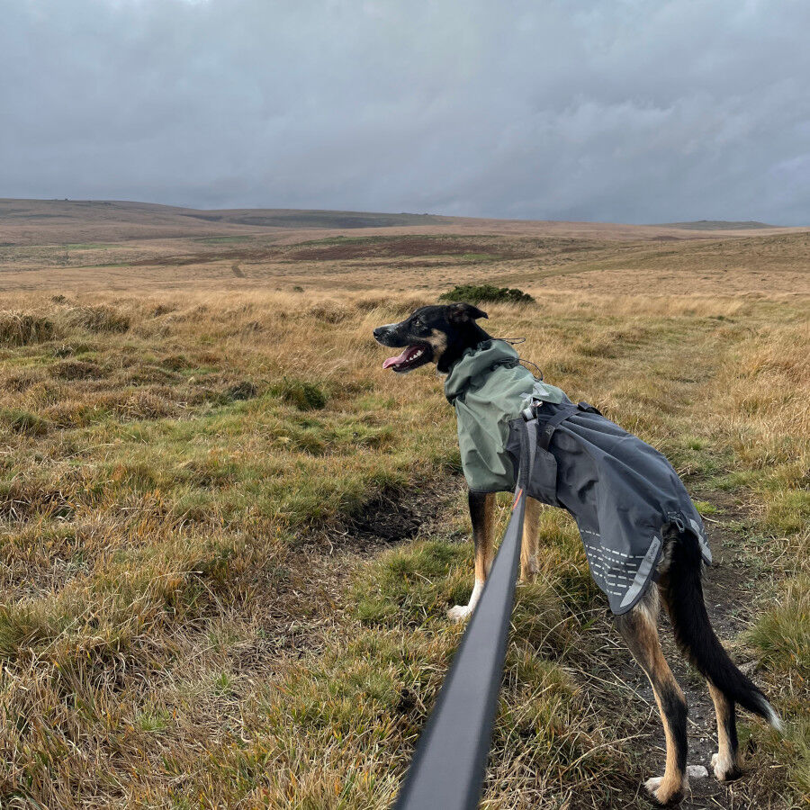 Non-stop dogwear Fjord Capa de chuva imperme&aacute;vel preto e verde para c&atilde;es, , large Imagem n&uacute;mero 6
