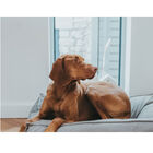 Hunter Lancaster Cama Cinzenta para cães, , large image number null