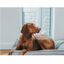 Hunter Lancaster Cama Cinzenta para cães, , large Indicador imagem número 2