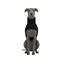 Gotoo Casaco Imperme&aacute;vel Preto para galgos, , large Indicador imagem n&uacute;mero 7