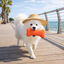 Summer Vibes Cooling Bone Orange Mordedor para c&atilde;es, , large Indicador imagem n&uacute;mero 1