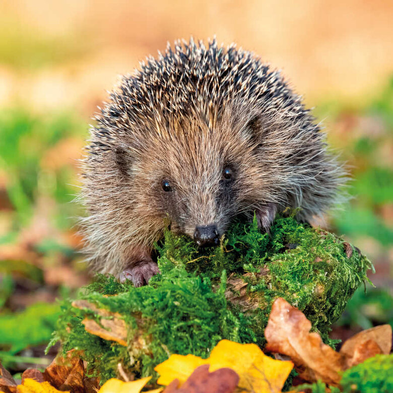 Beaphar Alimento Completo para Ouriços,  Imagem número 3 Beaphar Alimento Completo para Ouriços, , large Imagem número 3