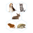 Beaphar Lactol Kit Biberão para animais de estimação, , large image number null