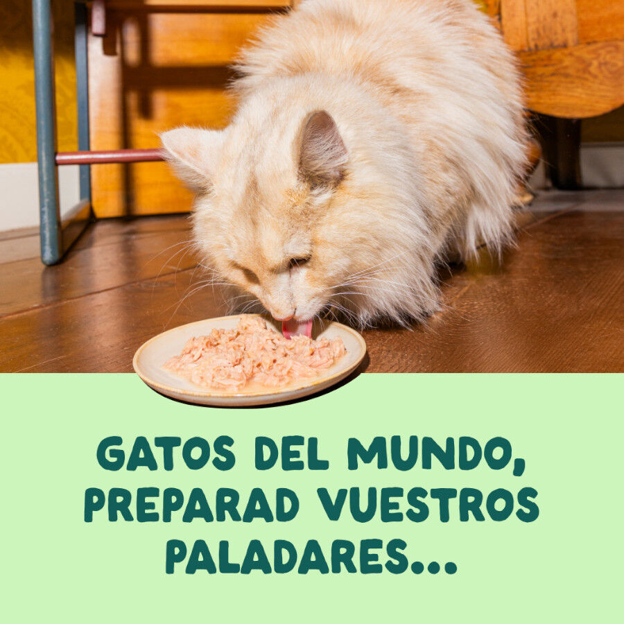 70 g Edgard & Cooper Filetes de Salm&oacute;n y Ceballa Lata para gatos, , large Imagem n&uacute;mero 2