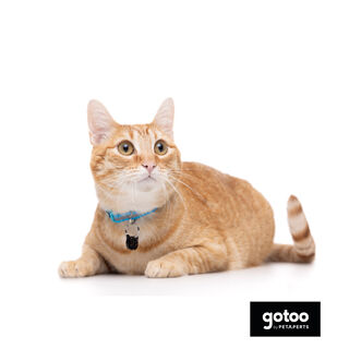 Gotoo Coleira nylon azul para gatos