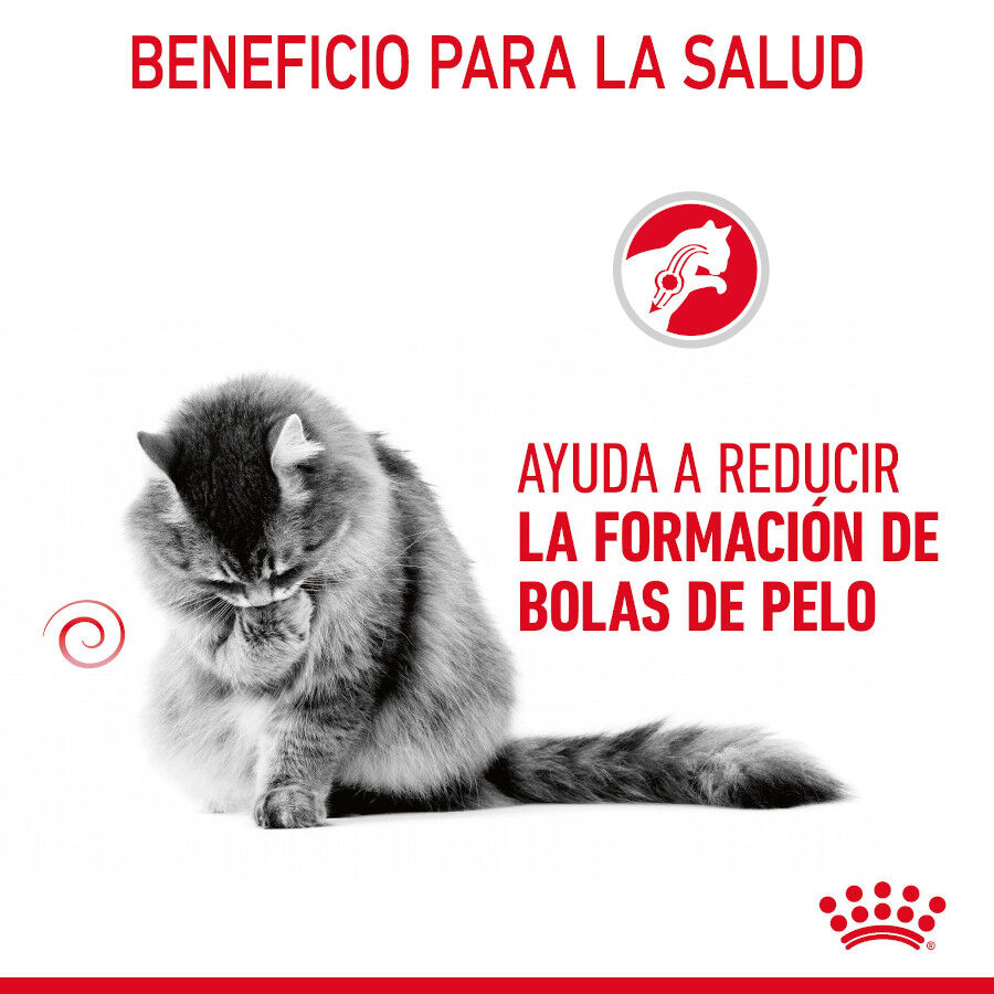 85 g Royal Canin Hairball Care Saquetas em Gelatina para gatos, , large Imagem n&uacute;mero 4