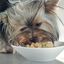 Purina One Mini Adult frango e cordeiro saqueta para cães , , large Indicador imagem número 4