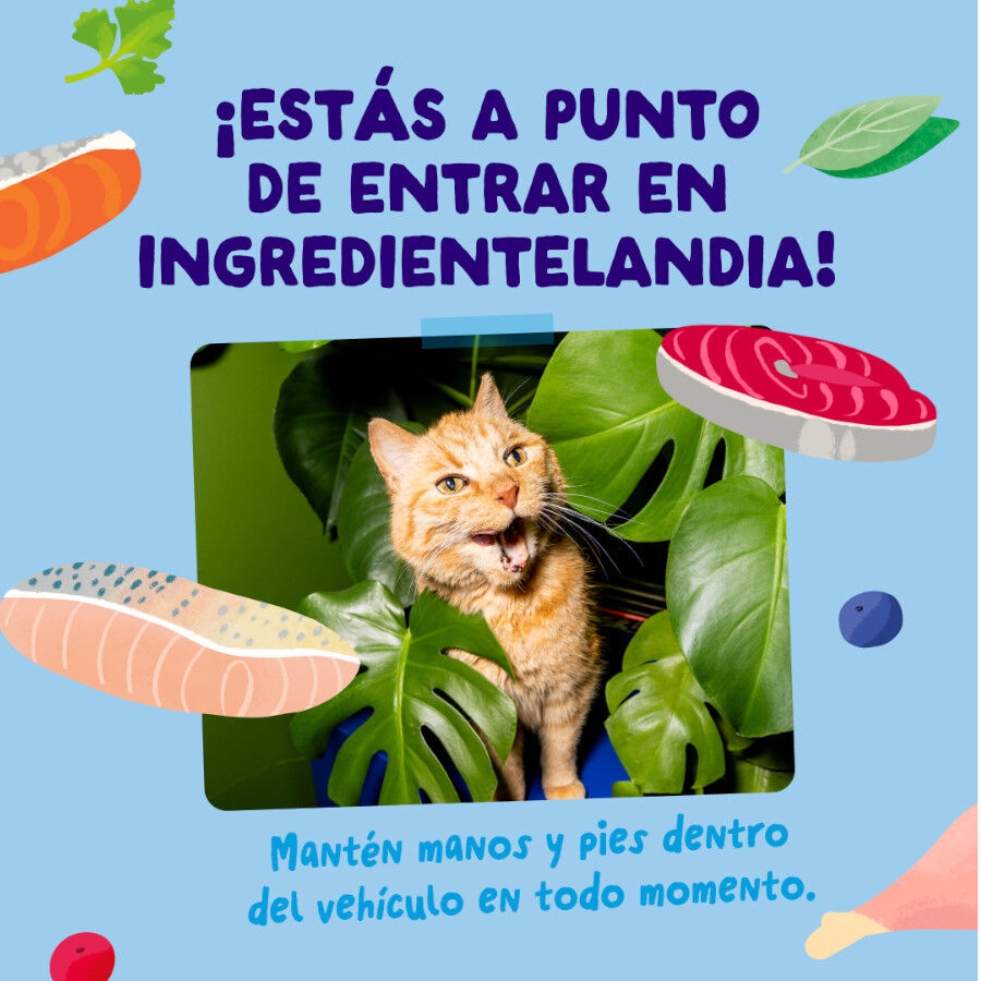 12 x 85 g Edgard & Cooper Catch of the day em molho em saquetas para gatos, , large Imagem n&uacute;mero 6