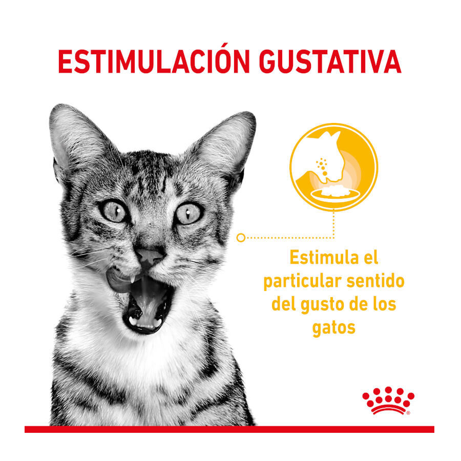 85 g Royal Canin Adult Sensory Taste molho saqueta para gatos, , large Imagem n&uacute;mero 4