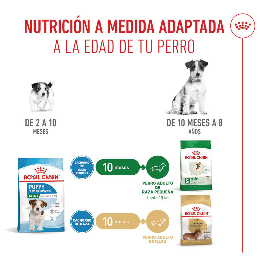 4 kg Royal Canin Mini Puppy ra&ccedil;&atilde;o para c&atilde;es, , large Imagem n&uacute;mero 7