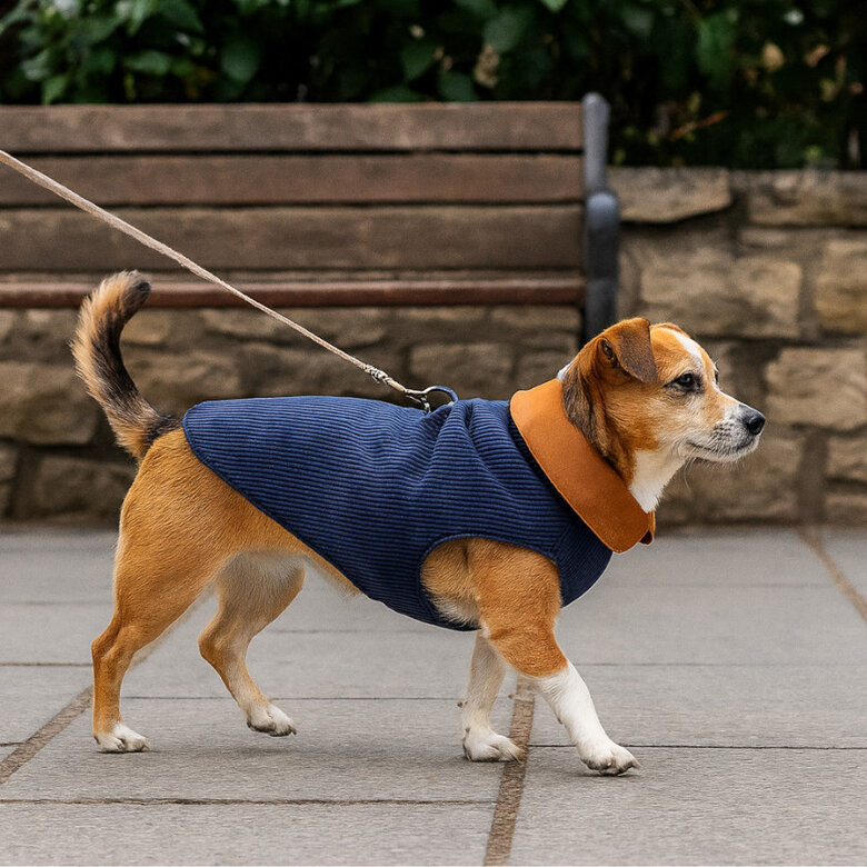 Outech Casaco Estilo Aviador Rosa e Azul para cães,  Imagem número 1 Outech Casaco Estilo Aviador Rosa e Azul para cães, , large Imagem número 1