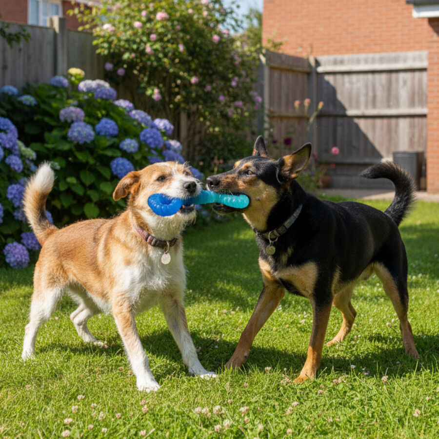 Tootoy! Chew Mordedor pegar e puxar para c&atilde;es, , large Imagem n&uacute;mero 1