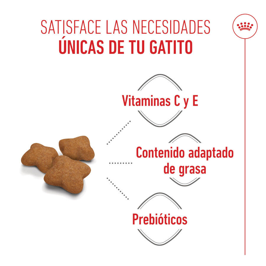 3.5 kg Royal Canin Kitten Sterilised ra&ccedil;&atilde;o para gatos , , large Imagem n&uacute;mero 4