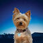 Nite Ize Petlit Luz LED Azul para coleira para cães, , large Indicador imagem número 2