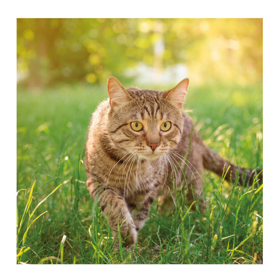 Beaphar Drucal Condroprotetor para c&atilde;es e gatos, , large Imagem n&uacute;mero 3