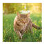 Beaphar Drucal Condroprotetor para cães e gatos, , large Indicador imagem número 3