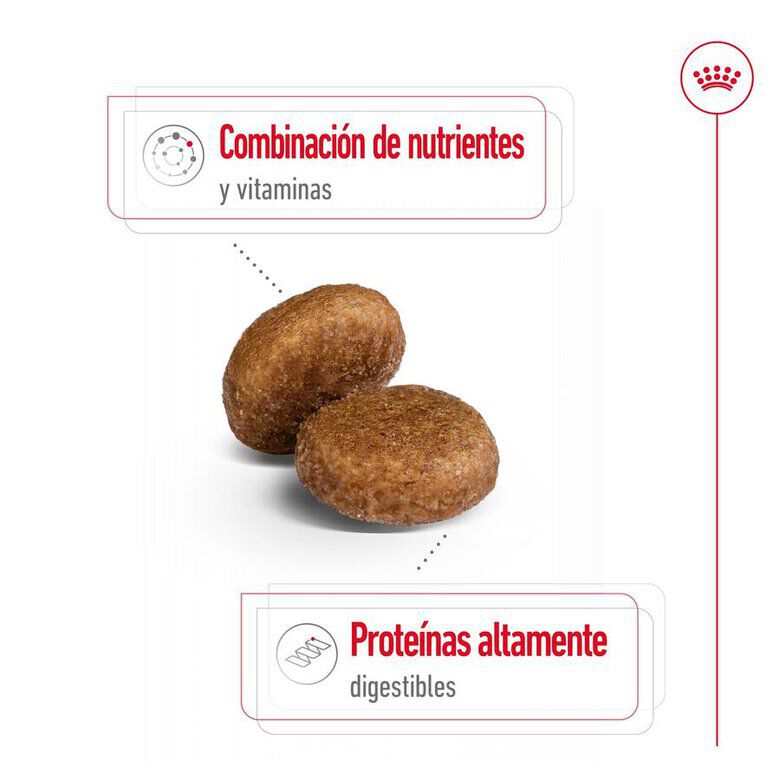 15 kg Royal Canin Maxi Adult 5+ ra&ccedil;&atilde;o para c&atilde;es seniores de ra&ccedil;a grande, , large Imagem n&uacute;mero 7