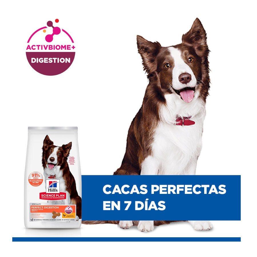 2.5 kg Hill'sScience Plan Perfect Digestion Medium Adult Ra&ccedil;&atilde;o de frango para c&atilde;es, , large Imagem n&uacute;mero 5