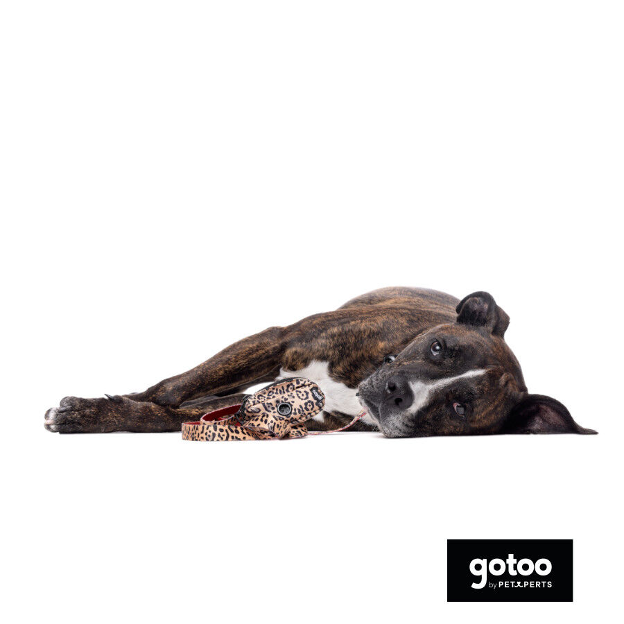 Gotoo Trela estampada leopardo castanha para c&atilde;es, , large Imagem n&uacute;mero 5