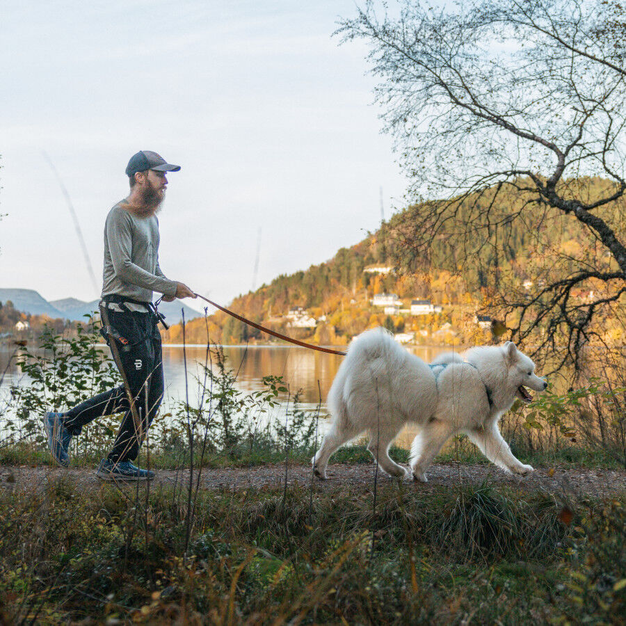 Non-stop dogwear Bungee Trela el&aacute;stica preta e laranja para c&atilde;es, , large Imagem n&uacute;mero 10