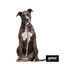 Gotoo Trela estampada leopardo castanha para cães, , large Indicador imagem número 3