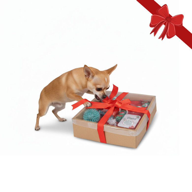 Wonder Christmas Caixa de Brinquedos de Natal para Cães,  Imagem número 1 Wonder Christmas Caixa de Brinquedos de Natal para Cães, , large Imagem número 1