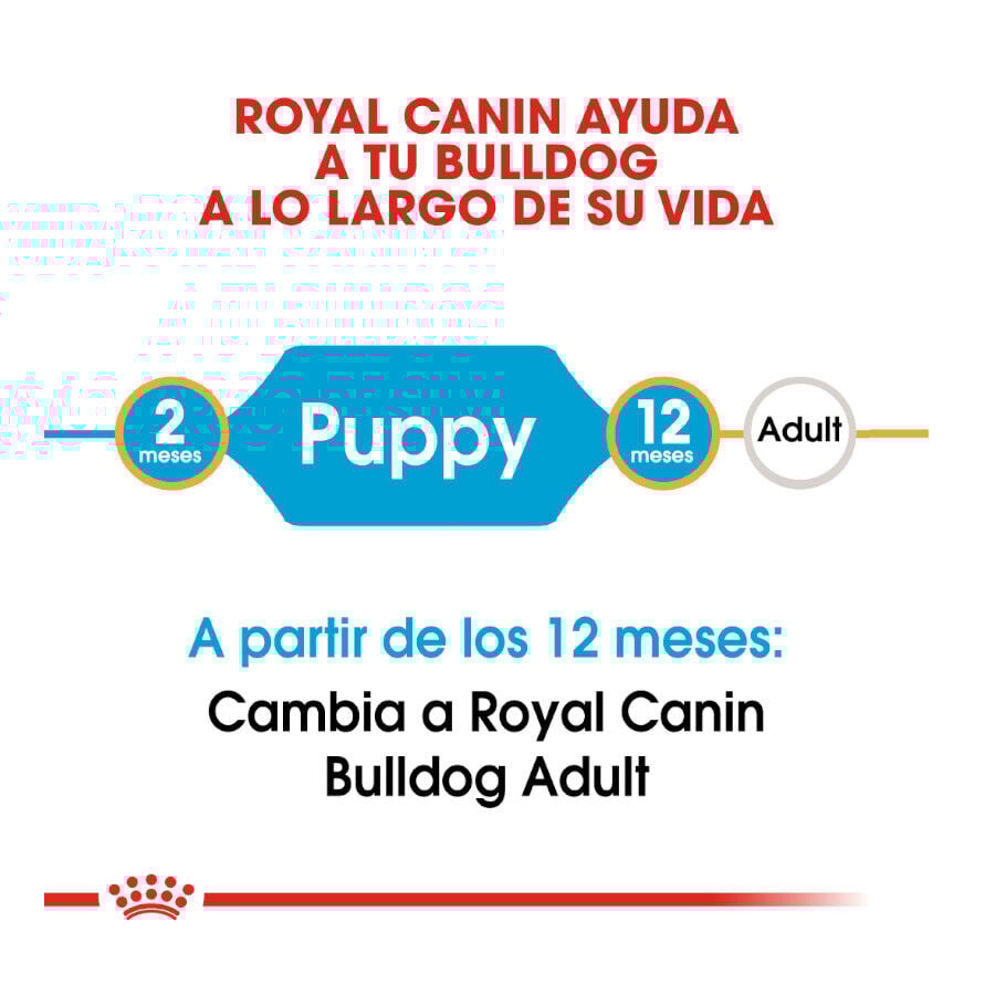 Royal Canin Puppy Bulldog ra&ccedil;&atilde;o para c&atilde;es, , large Imagem n&uacute;mero 6