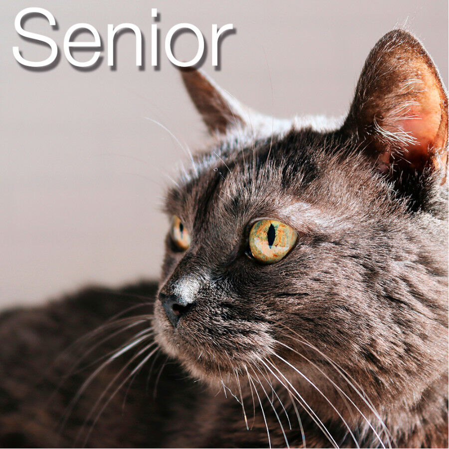 2.5 kg Ra&ccedil;&atilde;o para gatos Catxtreme Senior Sterilized Chicken and Peas, , large Imagem n&uacute;mero 4