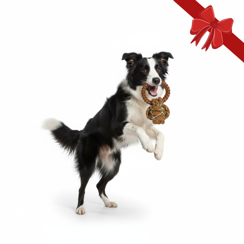 Wonder Christmas Bola com Corda e Mordedor Natalício para Cães,  Imagem número 1 Wonder Christmas Bola com Corda e Mordedor Natalício para Cães, , large Imagem número 1