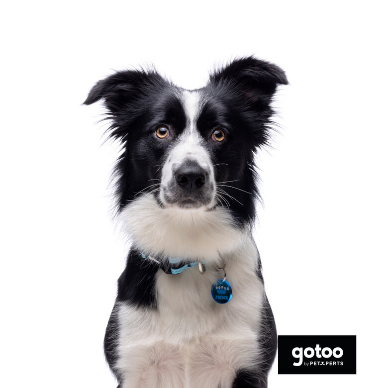 Gotoo Coleira mesh turquesa para cães,  Imagem número 5 Gotoo Coleira mesh turquesa para cães, , large Imagem número 5