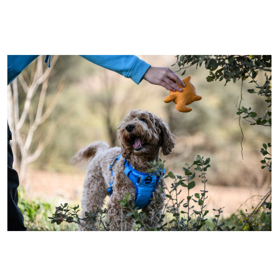 Freedog Cool Pro Tech Peitoral Azul para c&atilde;es, , large Imagem n&uacute;mero 4