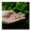 JBL 7 Kugeln Fertilizante para Plantas de aquário, , large Indicador imagem número 8