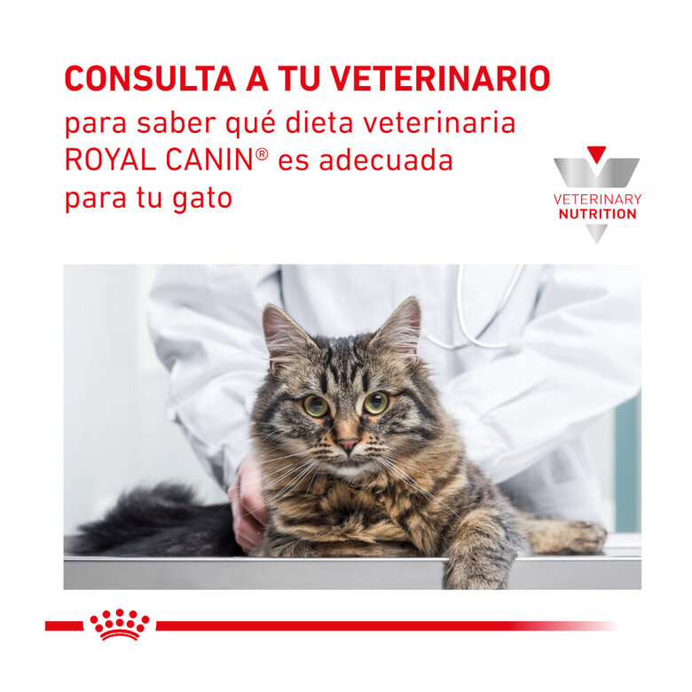 Royal Canin Veterinary Renal Select ração para gatos , , large image number null