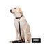 Gotoo Coleira mesh cinza para c&atilde;es, , large Indicador imagem n&uacute;mero 3