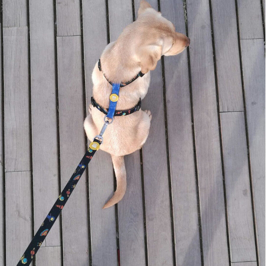 Dukier Space Peitoral com estampado espacial para c&atilde;es, , large Imagem n&uacute;mero 2