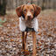 Non-stop Dogwear Capa de Chuva Imperme&aacute;vel Cinzenta para c&atilde;es, , large Indicador imagem n&uacute;mero 3