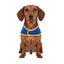 Gotoo Casaco Azul com Bolso para c&atilde;es, , large Indicador imagem n&uacute;mero 7