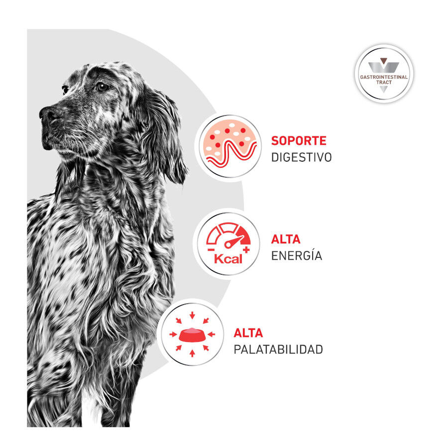 400 g Royal Canin Veterinary Diet Gastrointestinal lata para c&atilde;es, , large Imagem n&uacute;mero 5