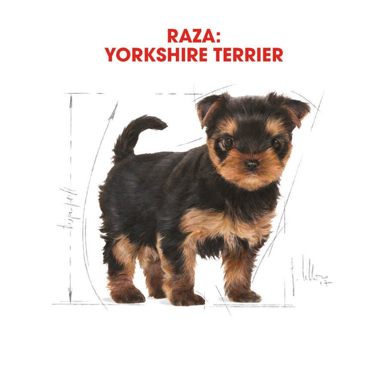 Royal Canin Puppy Yorkshire Terrier ração para cães,  Imagem número 3 Royal Canin Puppy Yorkshire Terrier ração para cães, , large Imagem número 3