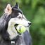 Kong SqueakAir Bolas de Tennis para cães -Pack 6, , large Indicador imagem número 3