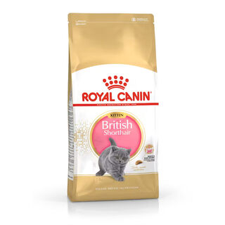 Royal Canin British Shorthair Kitten Ração para gatos 